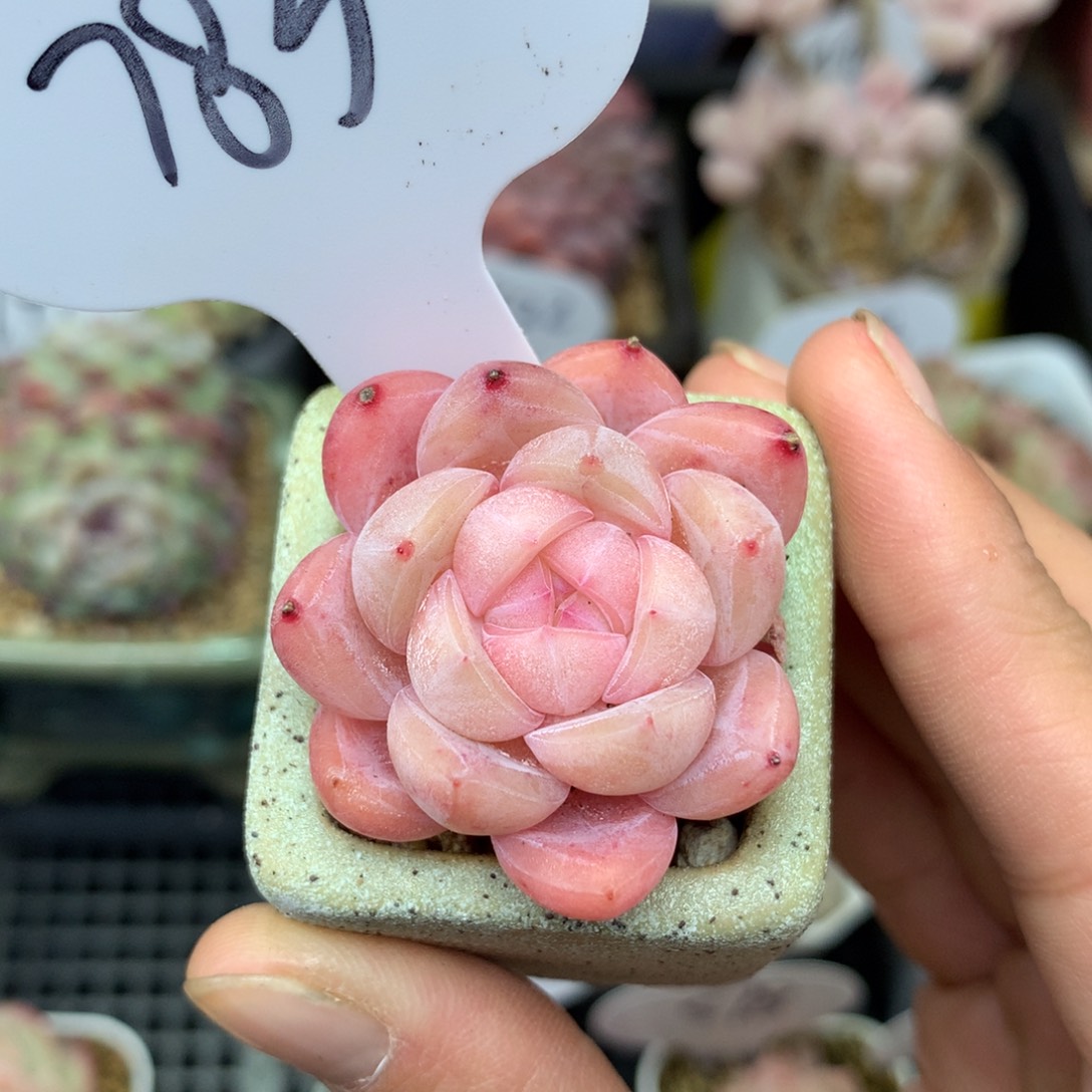 粉透糖心带盆783