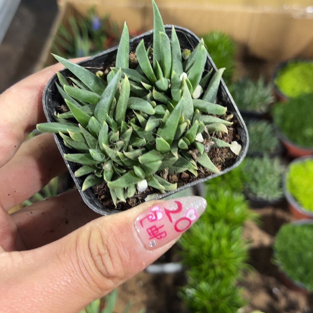 黄花照波单头发货有根
