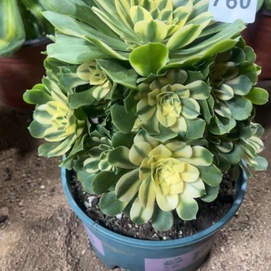 760辛尼亚多肉植物huah