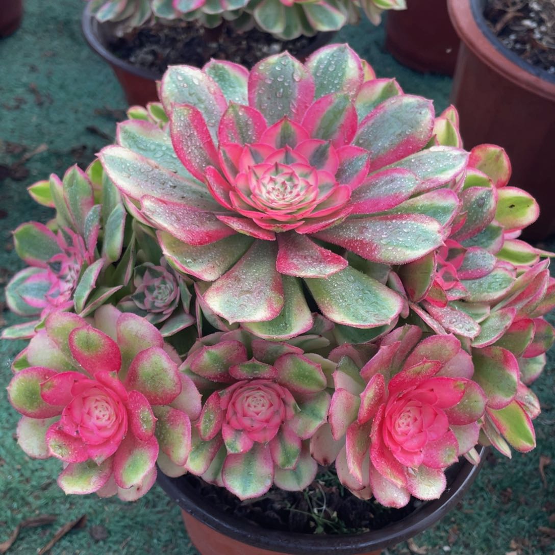 774倾城精品法师老桩