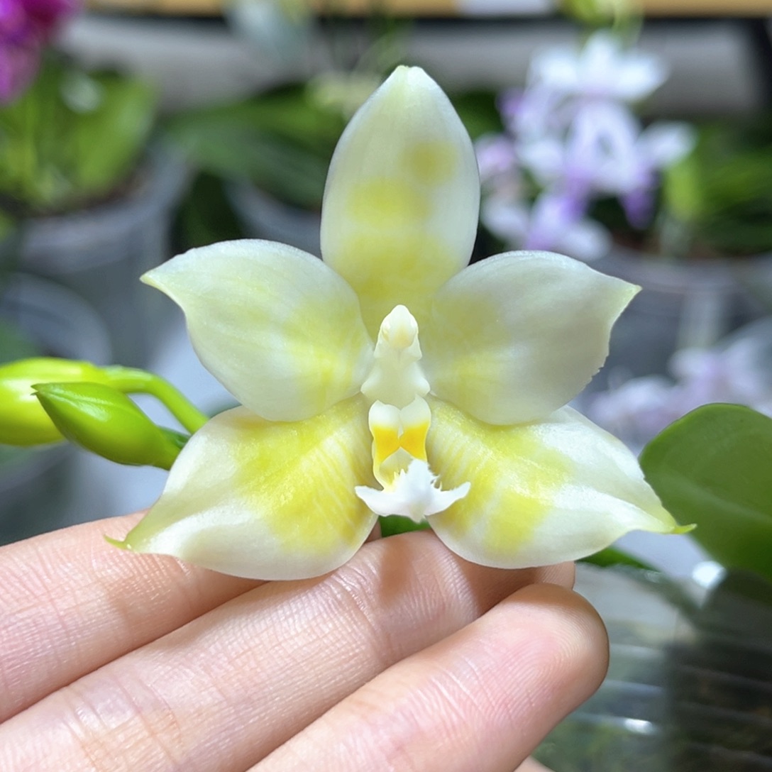 完全开放2.5寸yc104开花株