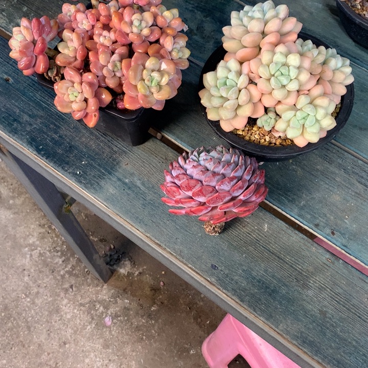 七****一物一拍一物一拍