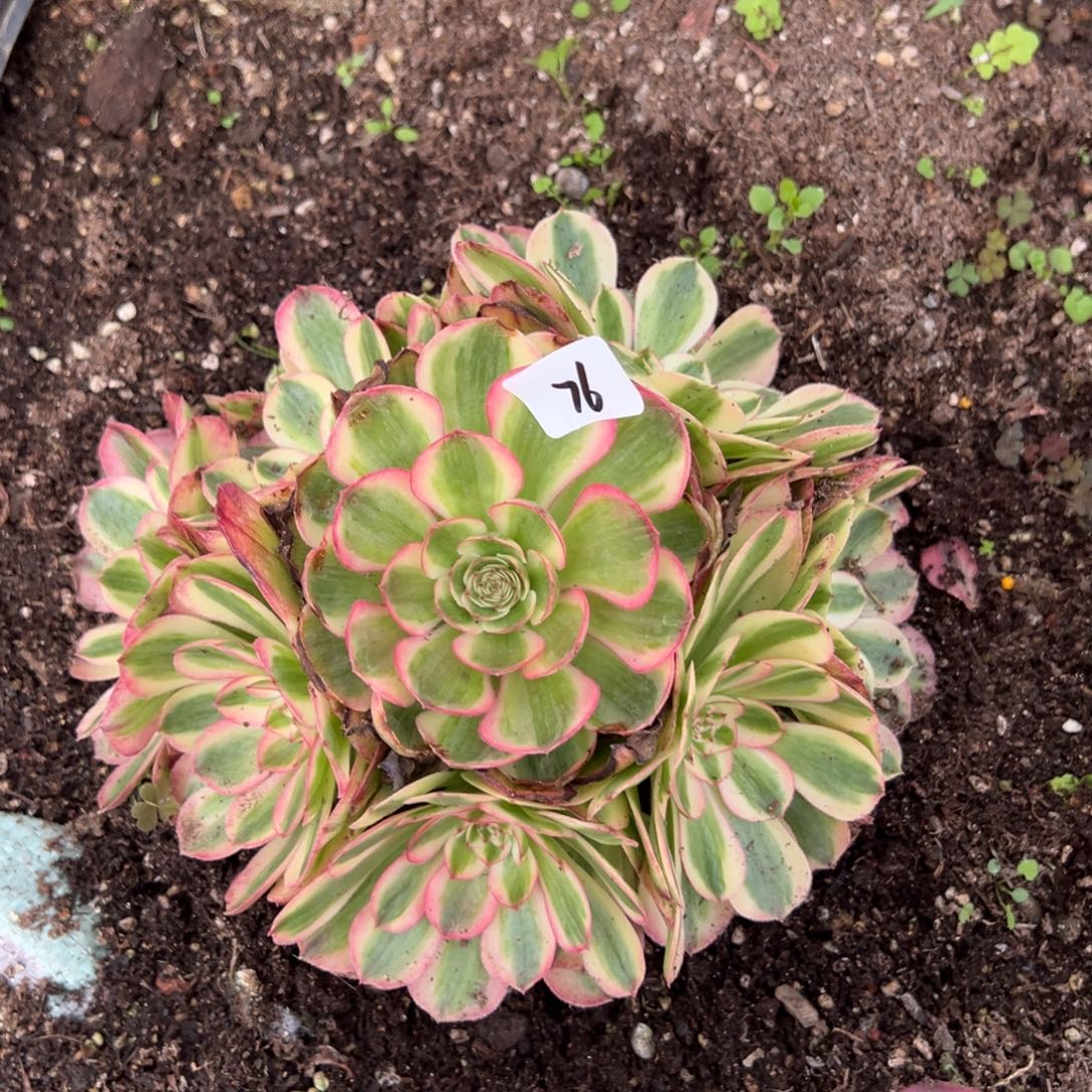 76半糖荔枝的牛肉嘻嘻