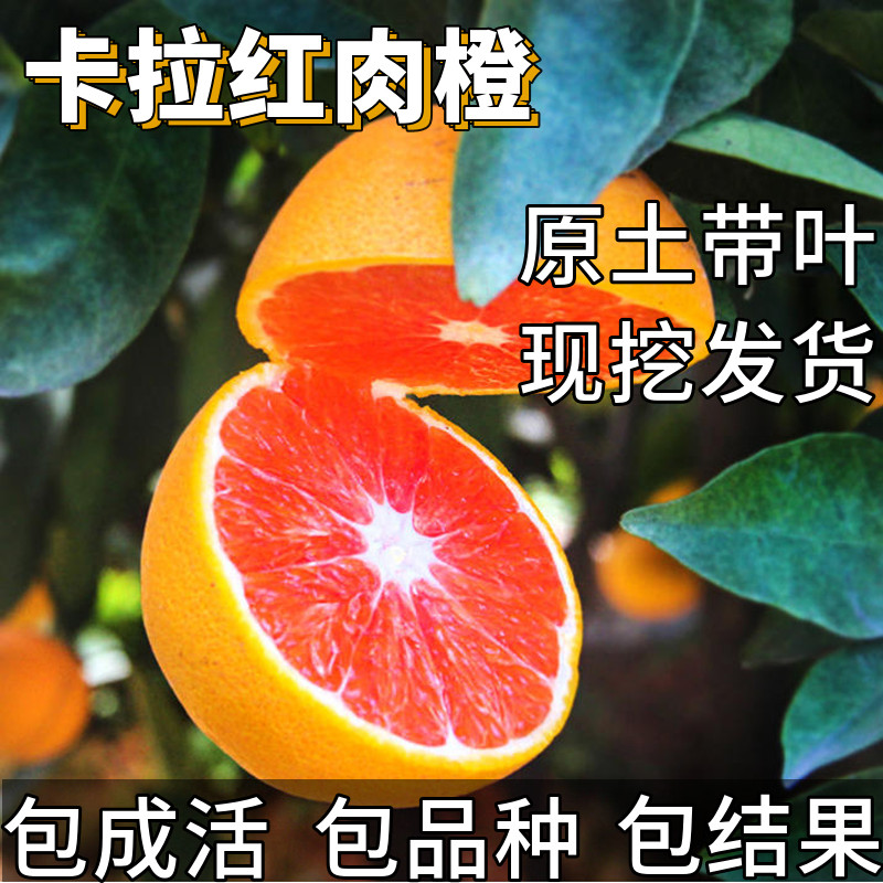 卡拉红肉脐橙苗耐寒甜橙带土橙子树苗盆栽嫁接血橙果苗当年结果