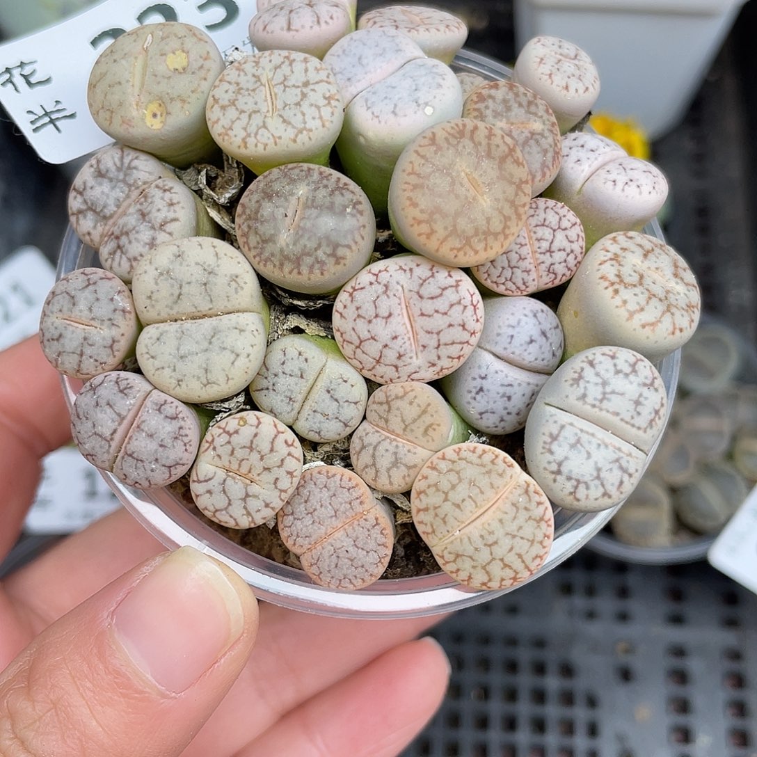 223000000花花花怀胎啊花