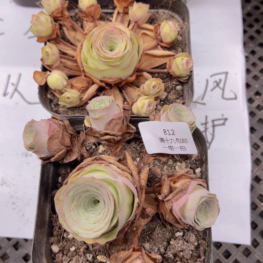 侧牙掉了不包损无售后812