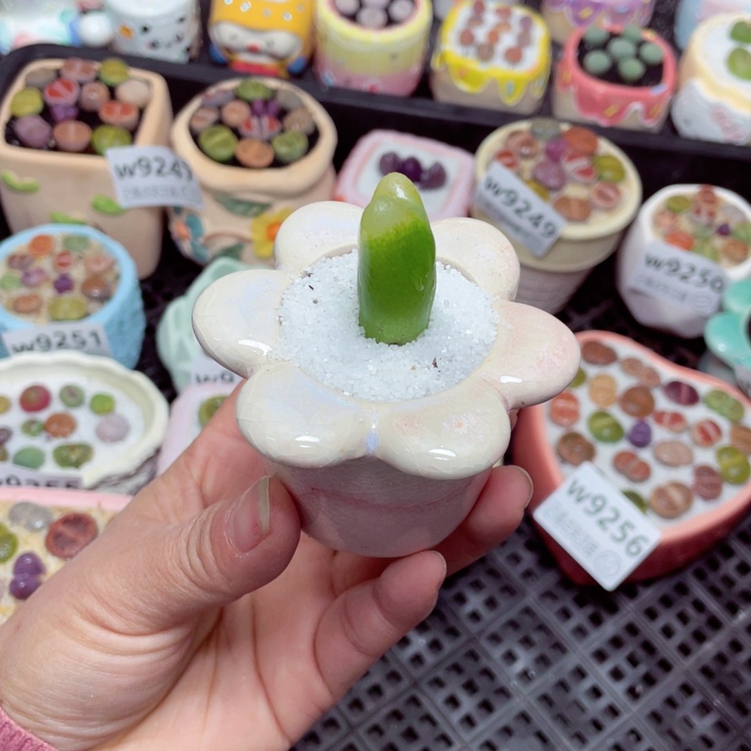 w9260 -零下地区拍保温箱 -15支持寄养