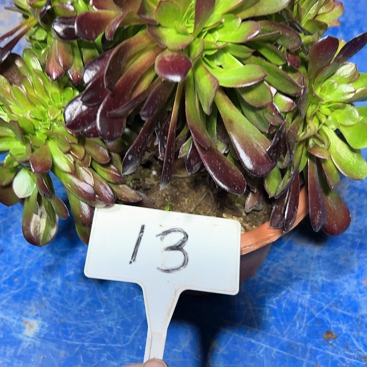 多肉植物欧子法师