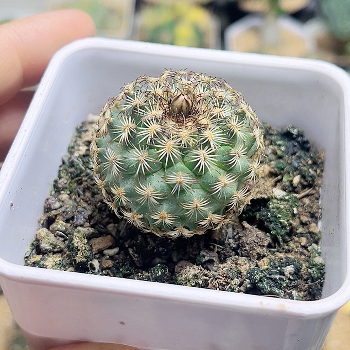 伊莎贝拉实生球3.5公分