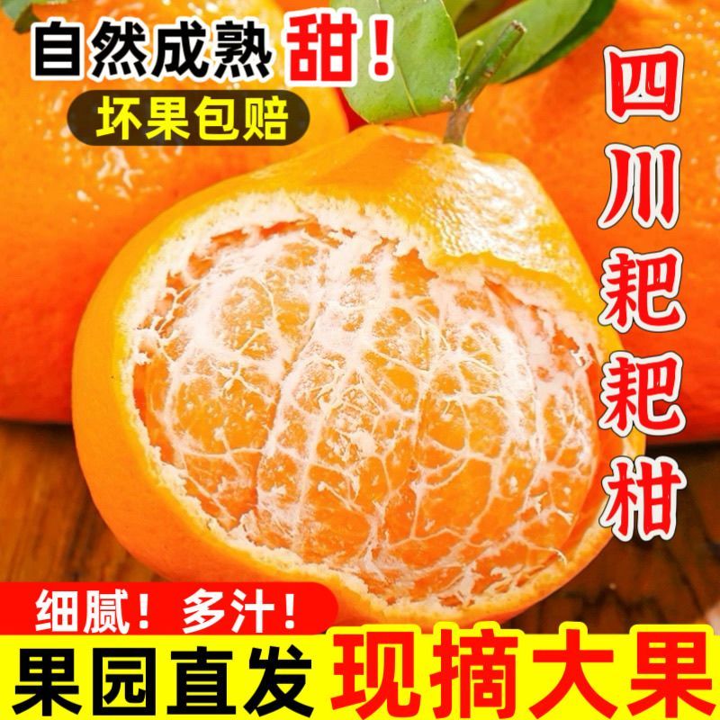 正宗四川春见耙耙柑当季新鲜水果现摘橘子桔子非丑橘批发爆甜多汁四川省