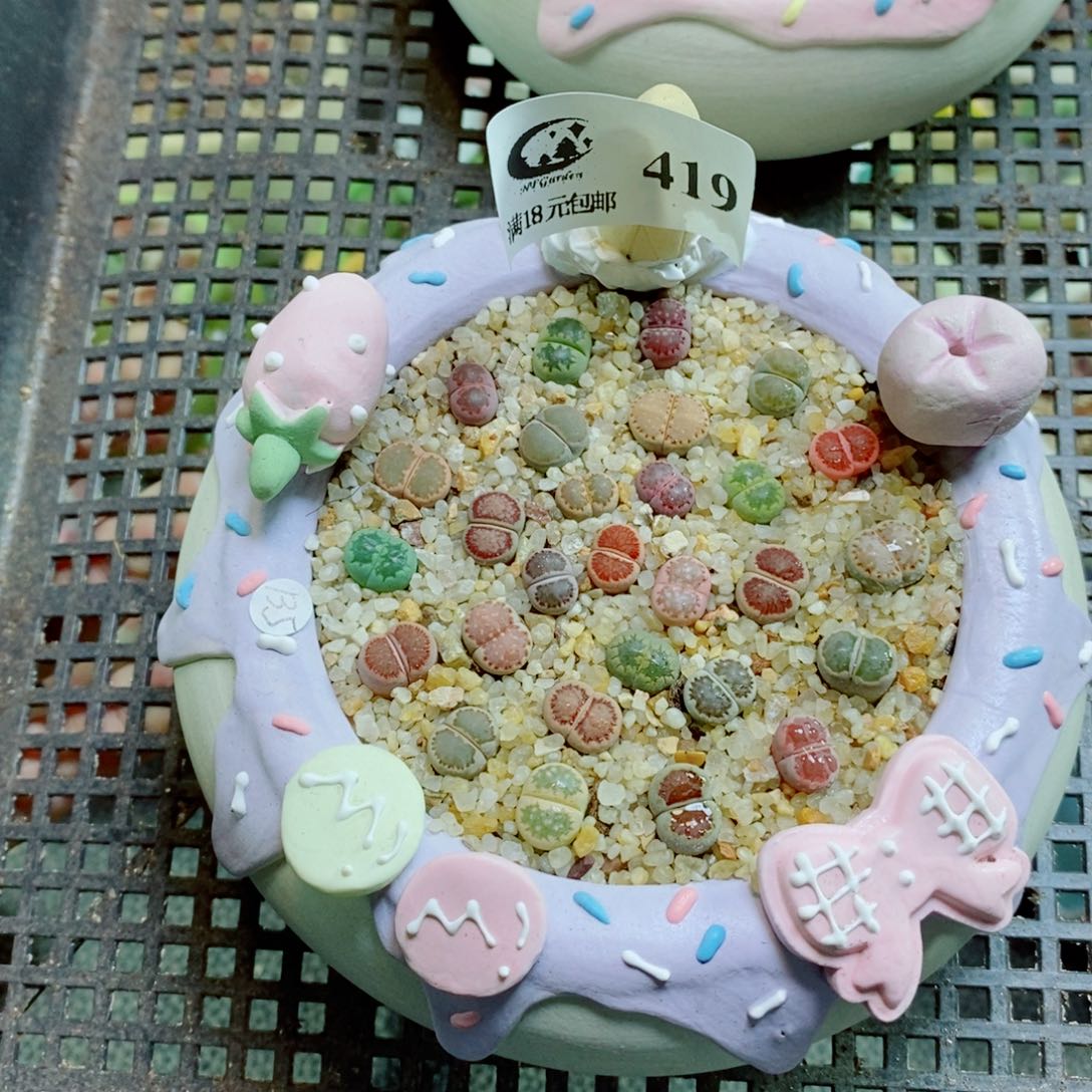 鲸***落生石花花花花花花花花419