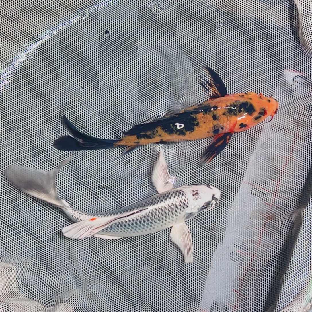锦鲤锦鲤观赏鱼111