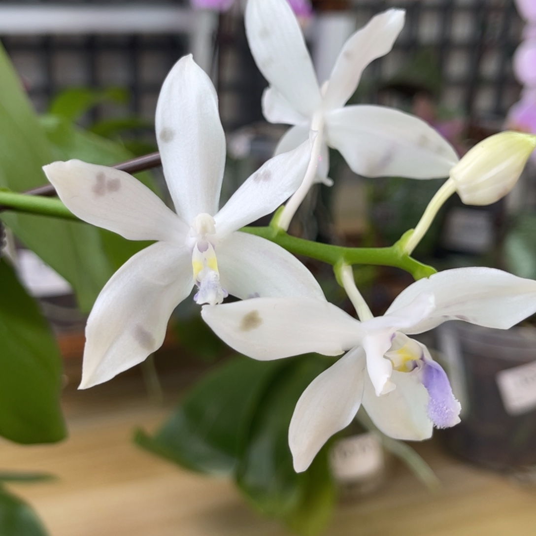 完全开放SWR雨点-1025