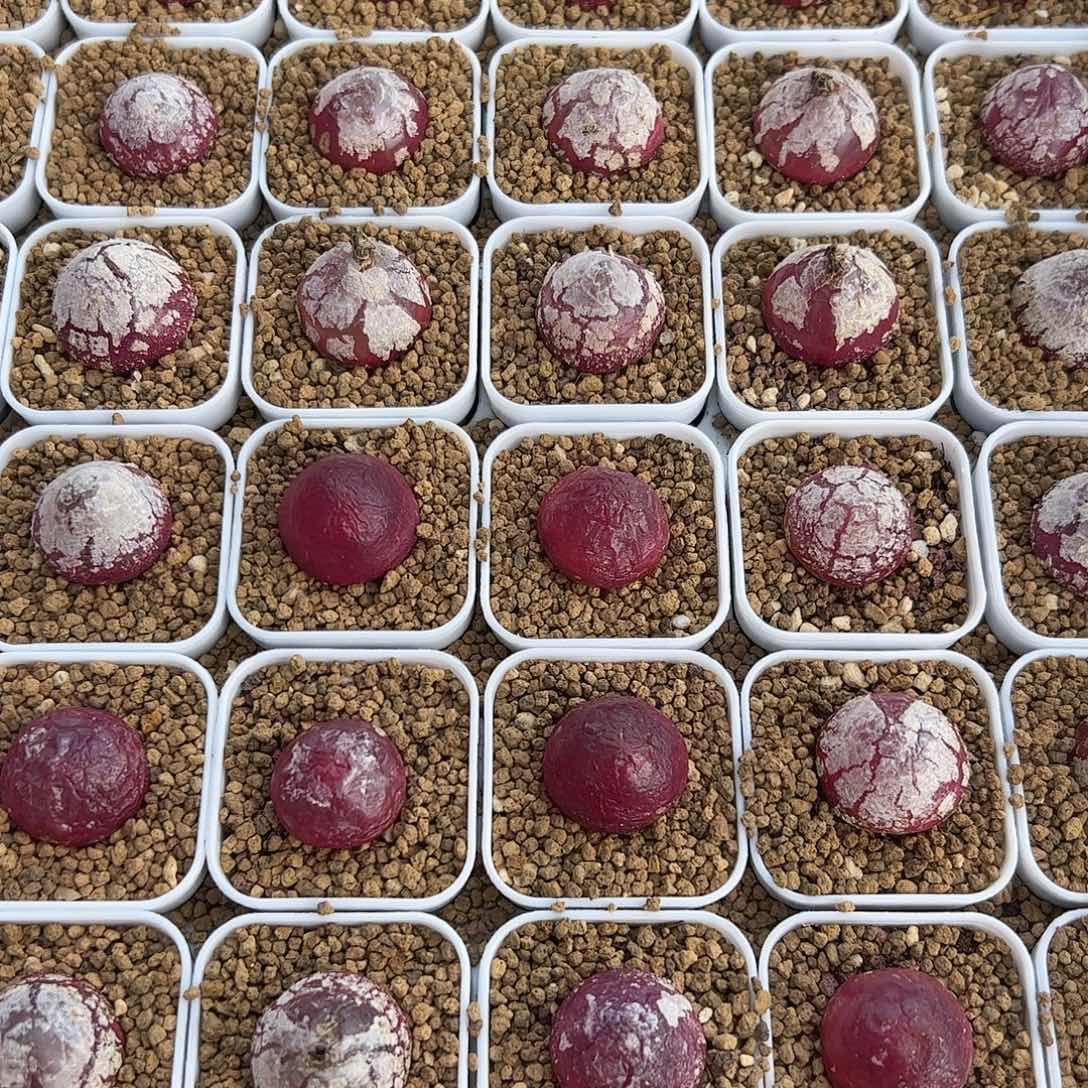 00000量拍大灯泡，颗尺寸2.0上下脱土发