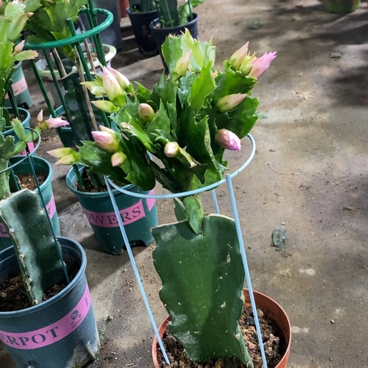 大部分花苞少量开放梅**兰313嫁接082