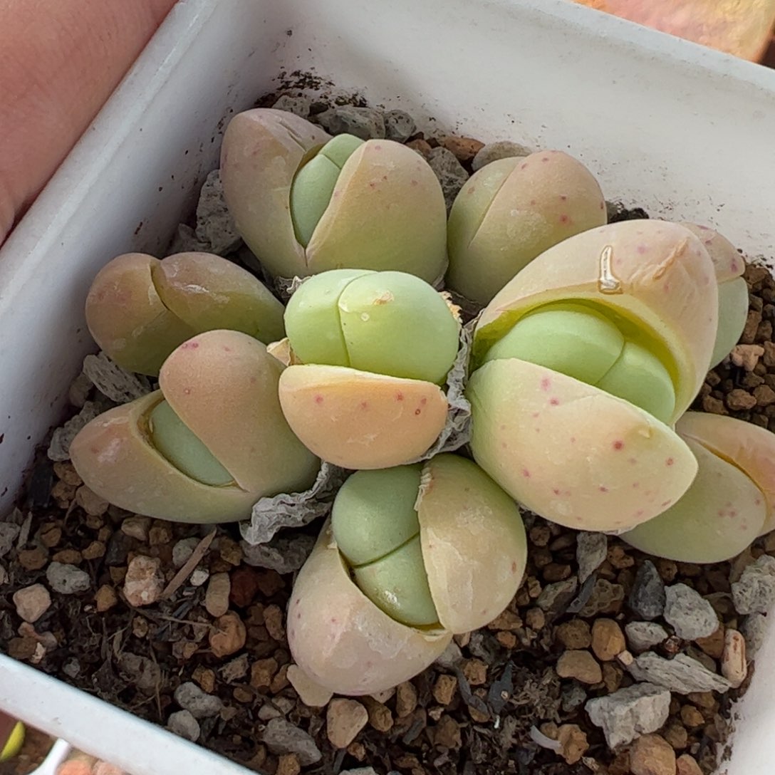 1132多肉植物百科