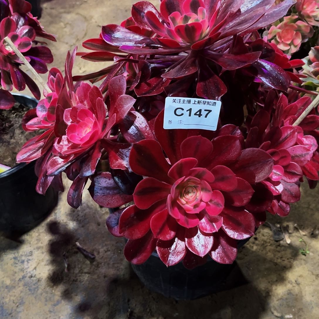 多肉植物147美杜莎