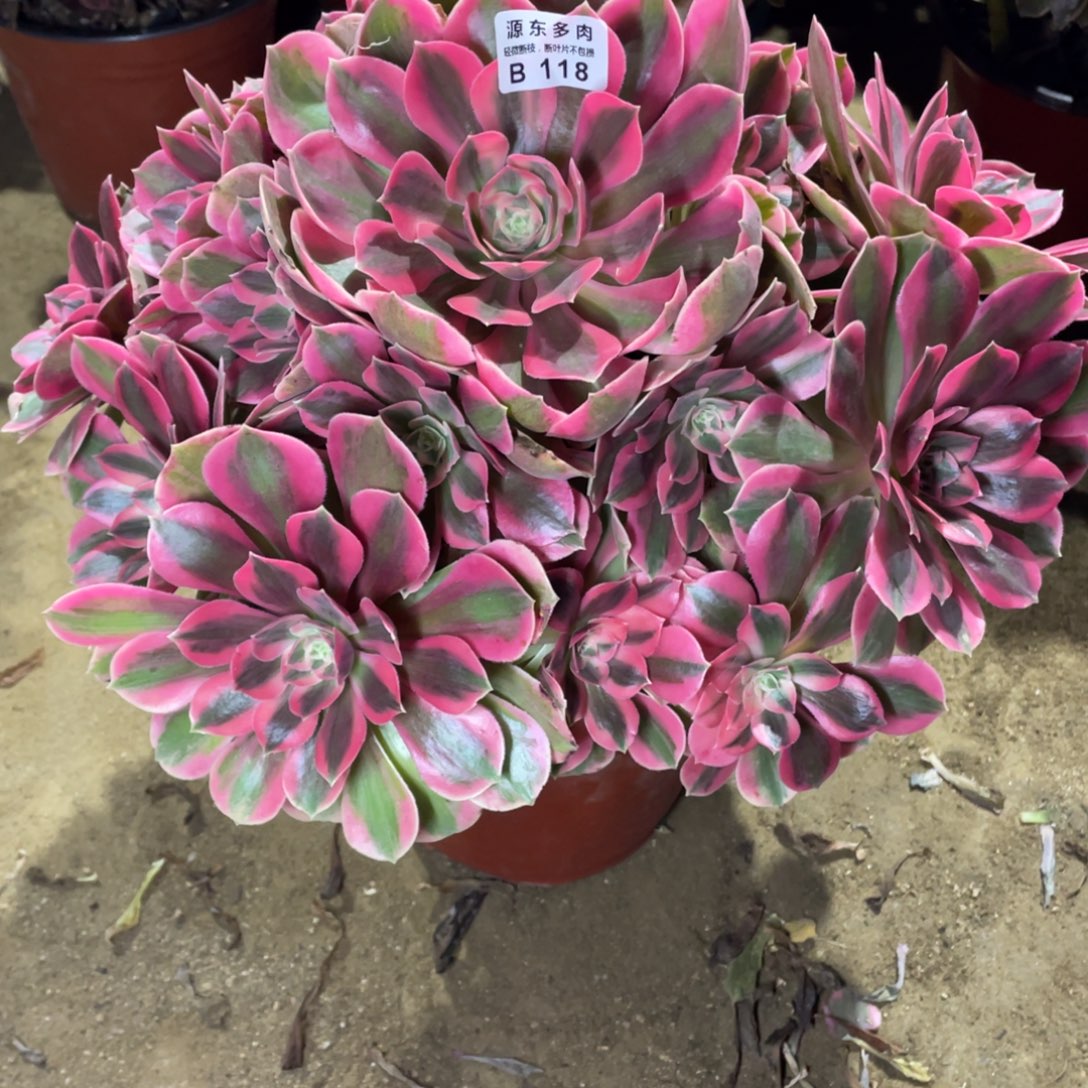 118女妖多肉法师断枝不包