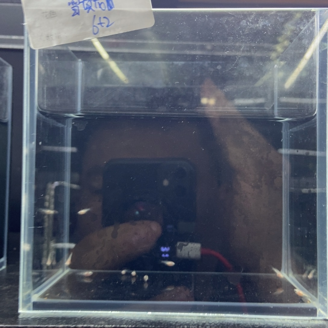 斗鱼包活不包损所见即所得081