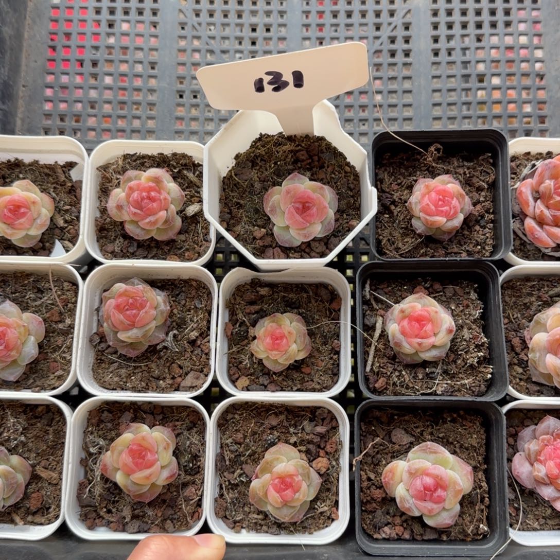 131冰玉哈哈哈哈哈