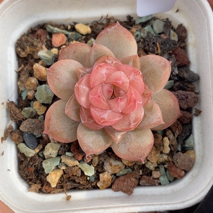 1208-539，糖心多肉