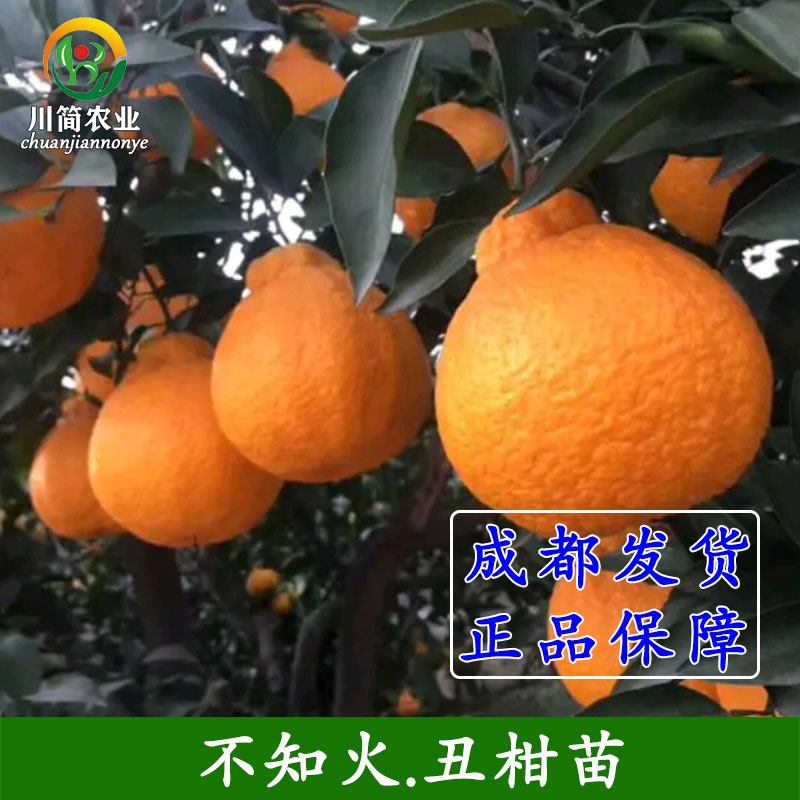 四川嫁接丑柑丑八怪树苗不知火柑桔树苗橘子果树苗营养杯带土球苗