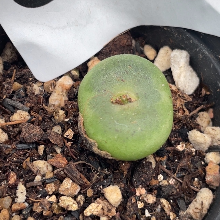 633水晶鞋母本带盆