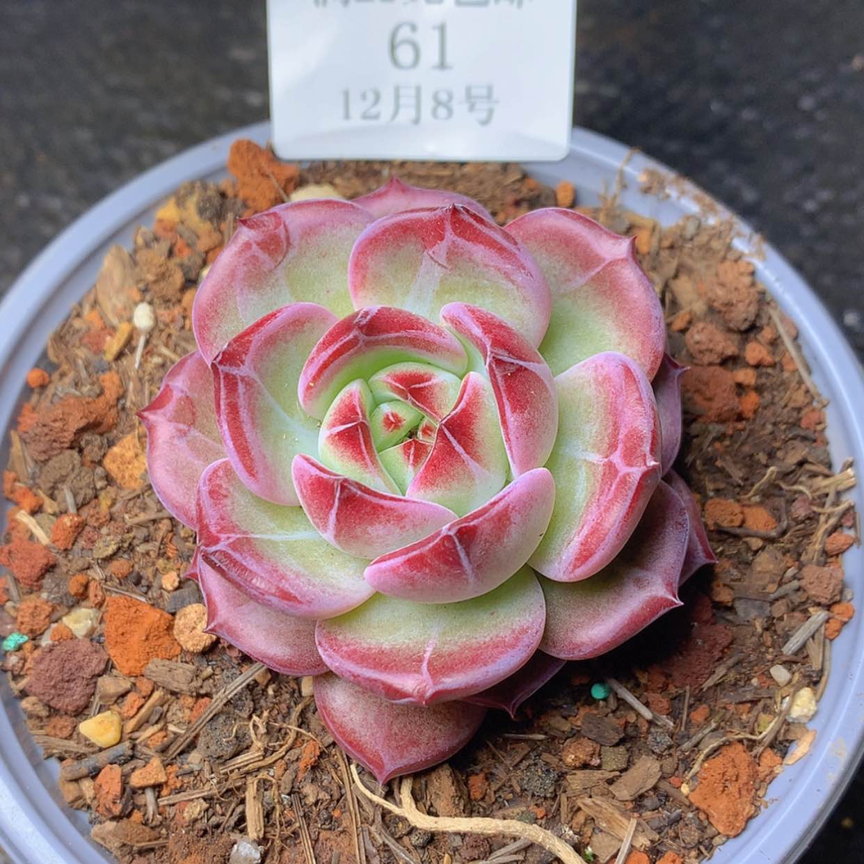 【闪购商品】云61号黑武士5厘米