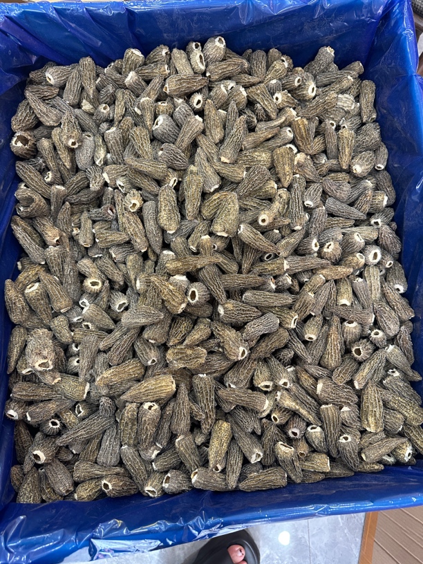 羊肚菌干货纯新货菌菇新鲜滋补