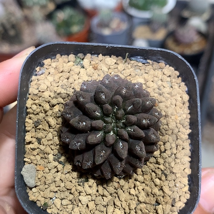 实生豹头仙人球专拍链接