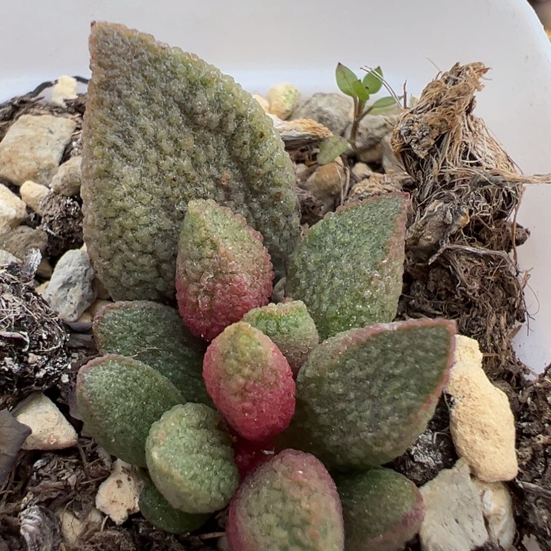 释迦草莓糖大苗多肉植物