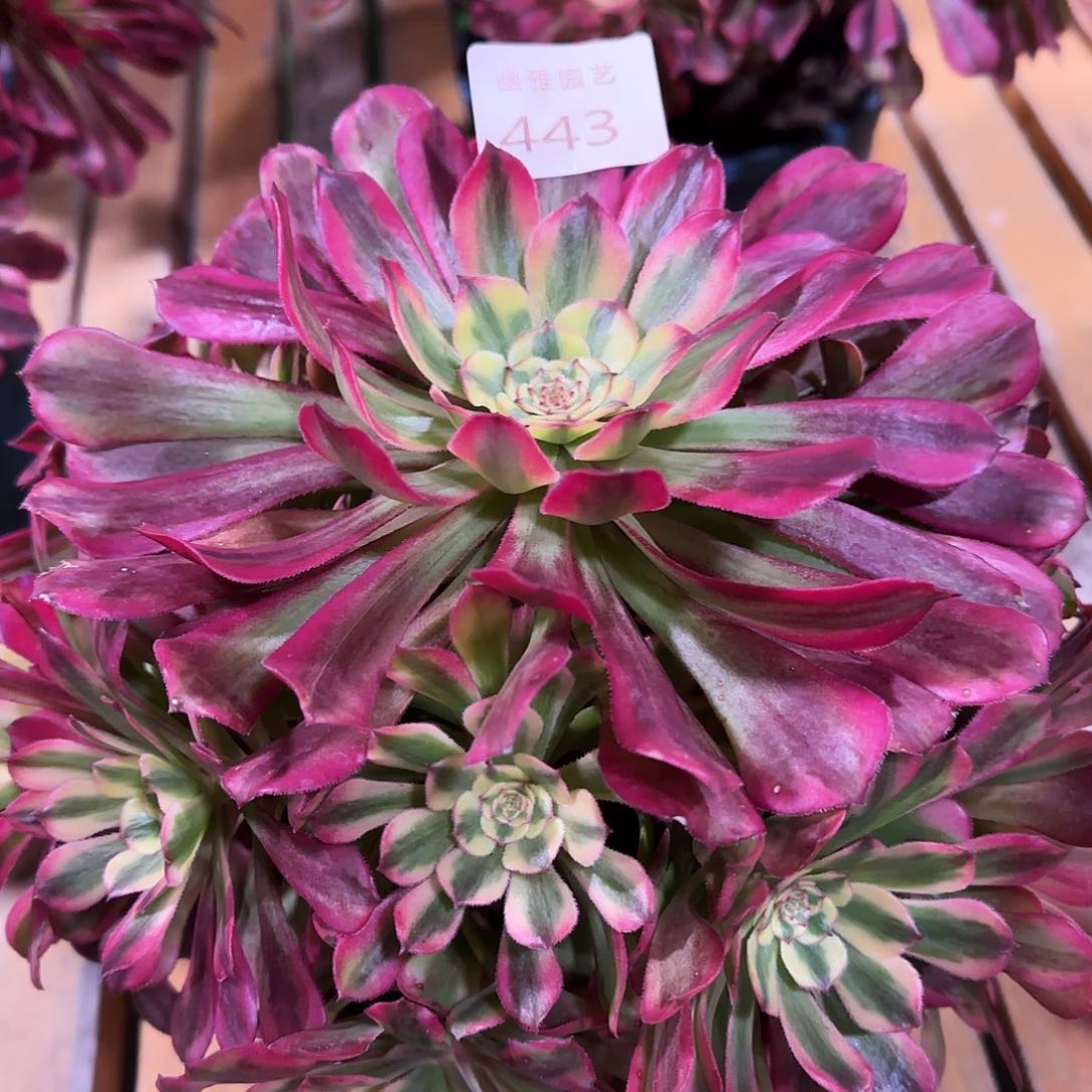 多肉植物波斯443