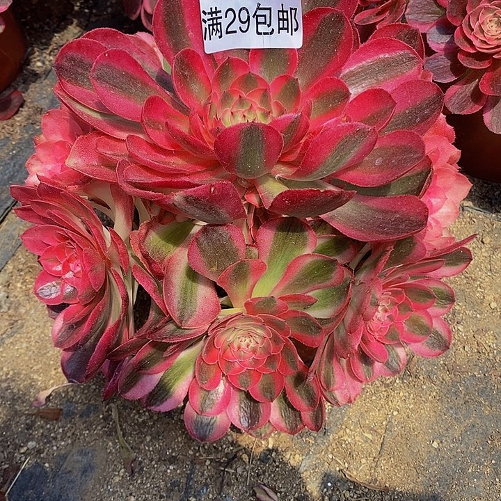 多肉荔枝046多肉
