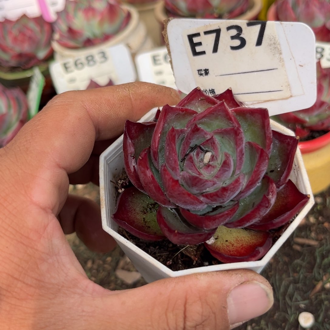 惊鸿一瞥737号多肉