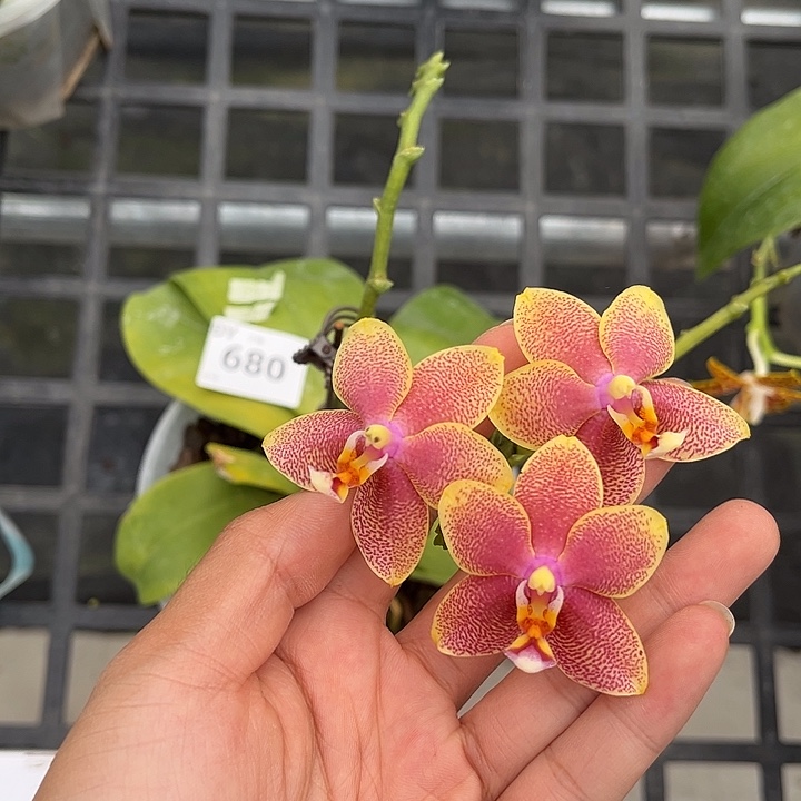 完全开放680号特价瑕疵苗根叶不好任何原因不售后