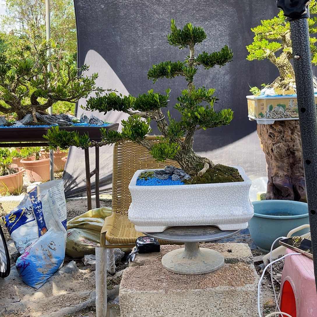 当前无花栽培后可以开花