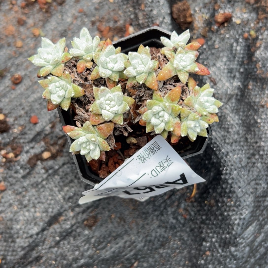 格诺玛白菊～一物一拍851