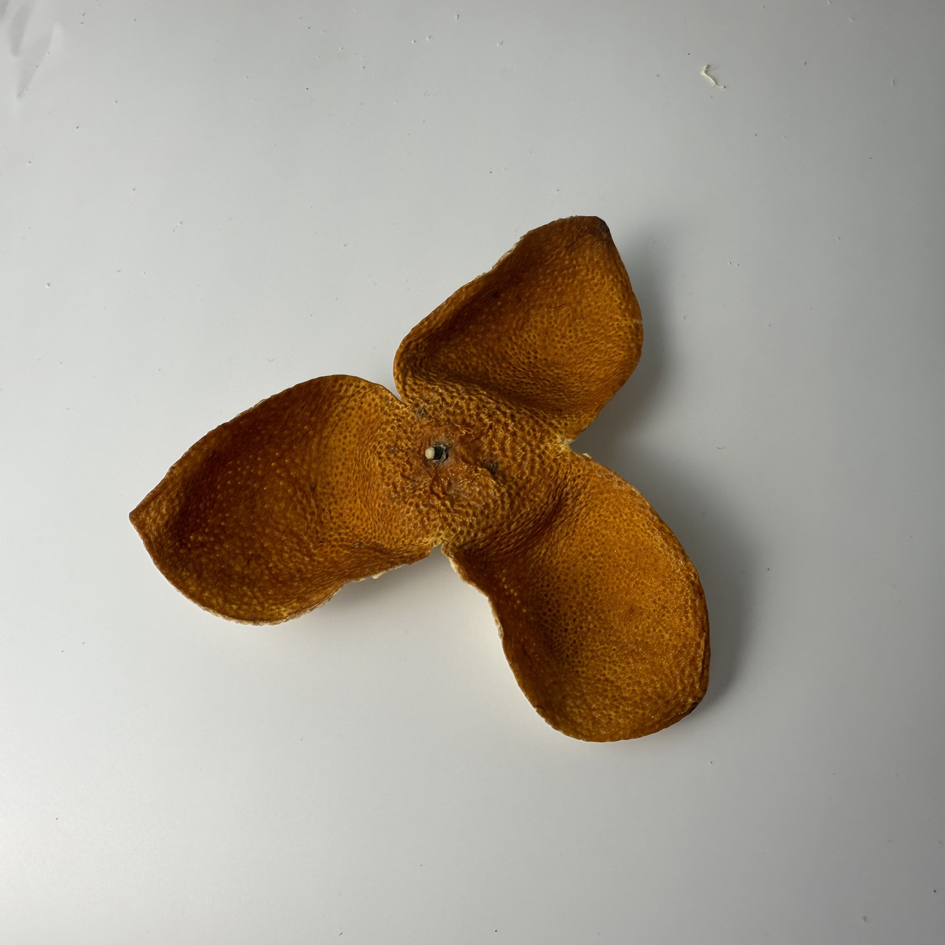 2025冬后大红皮茶枝柑果皮断皮   不售后，看准下单