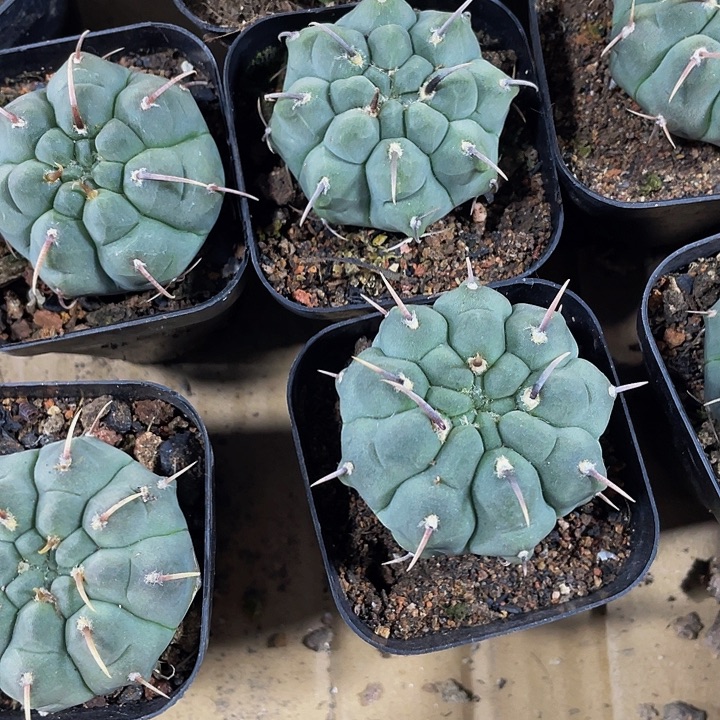 一本刺带盆土发货