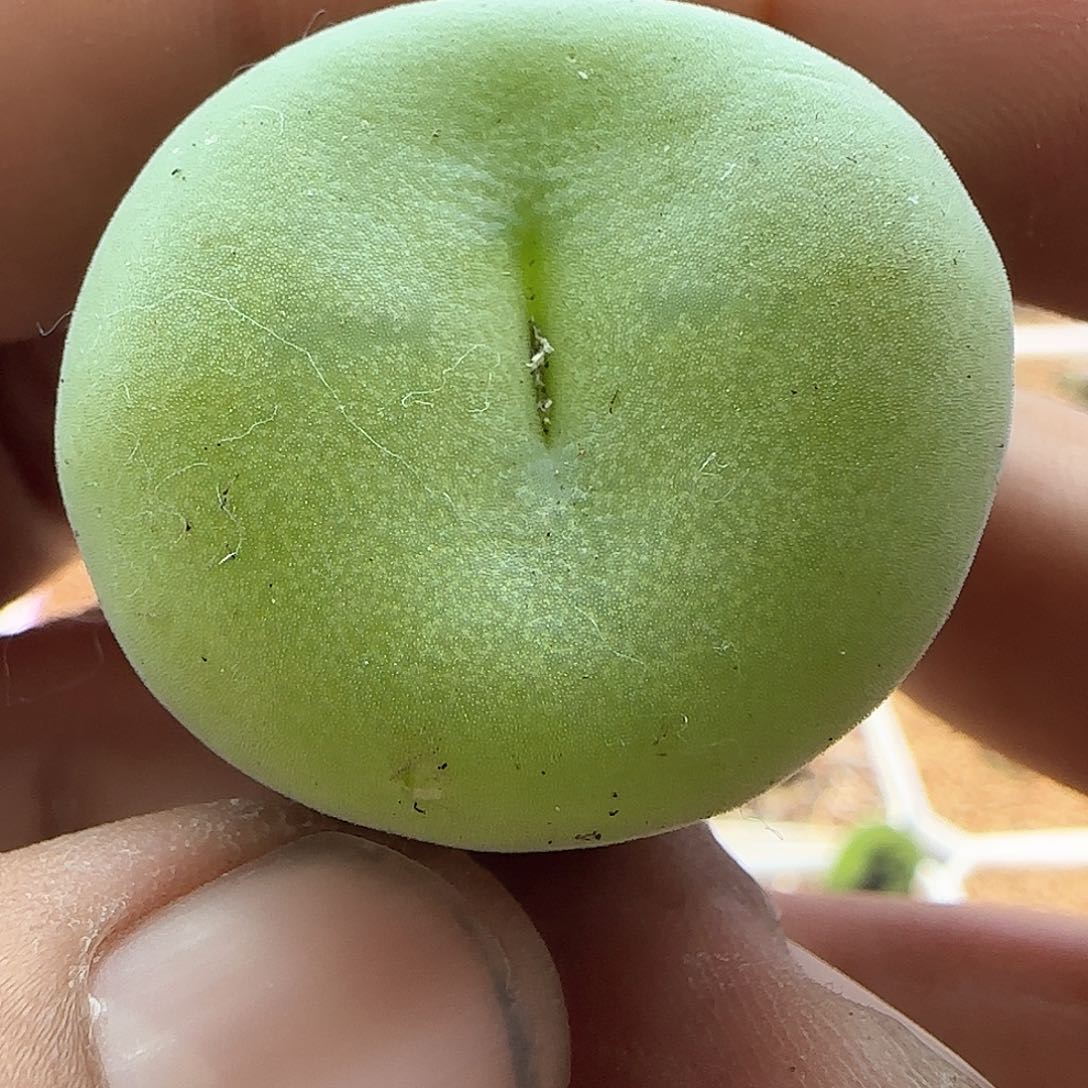 脱土年后发货23436