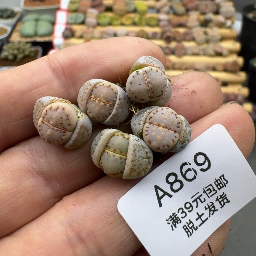 869多肉哈哈哈哈哈哈