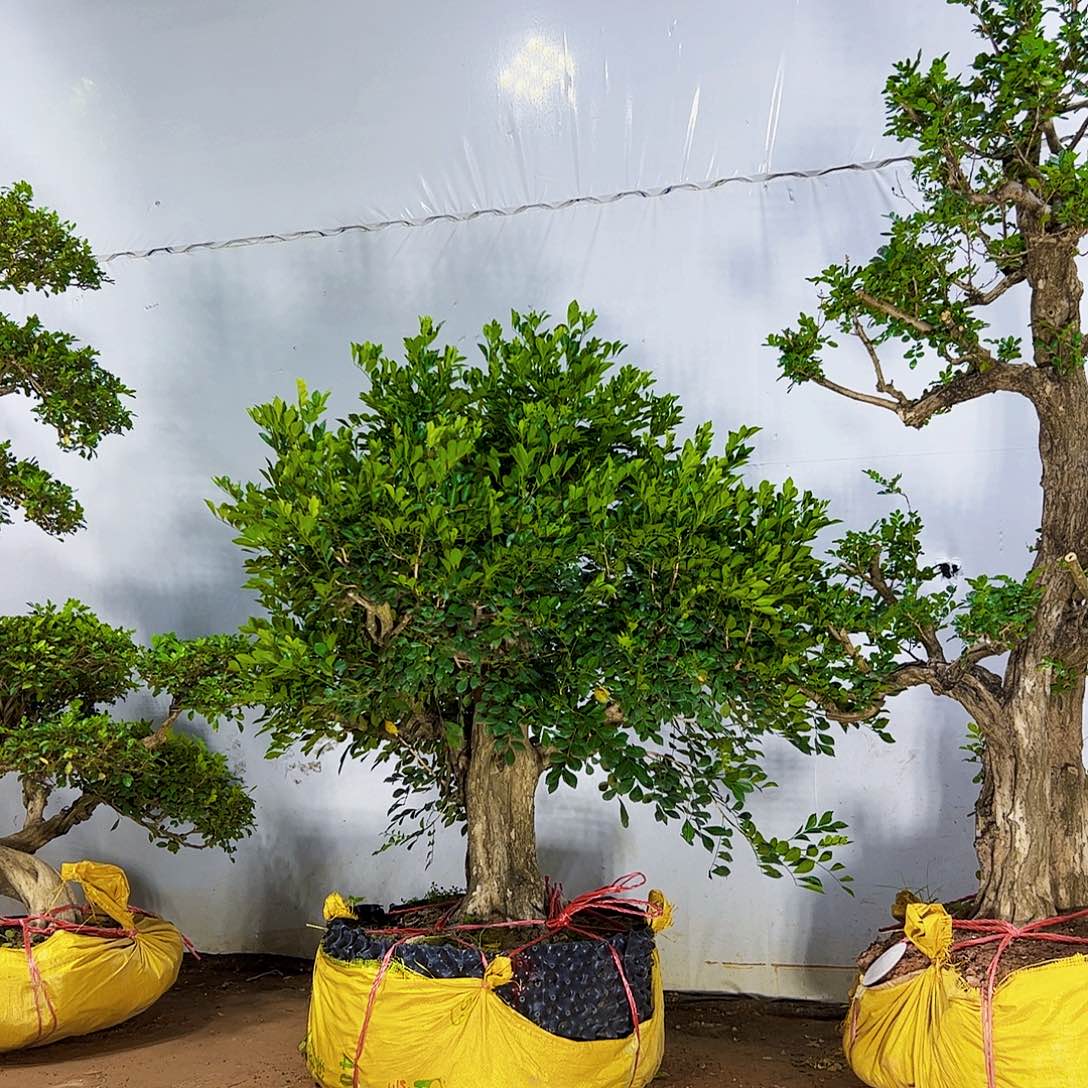 惠***业当前无花朵，栽培后可花朵