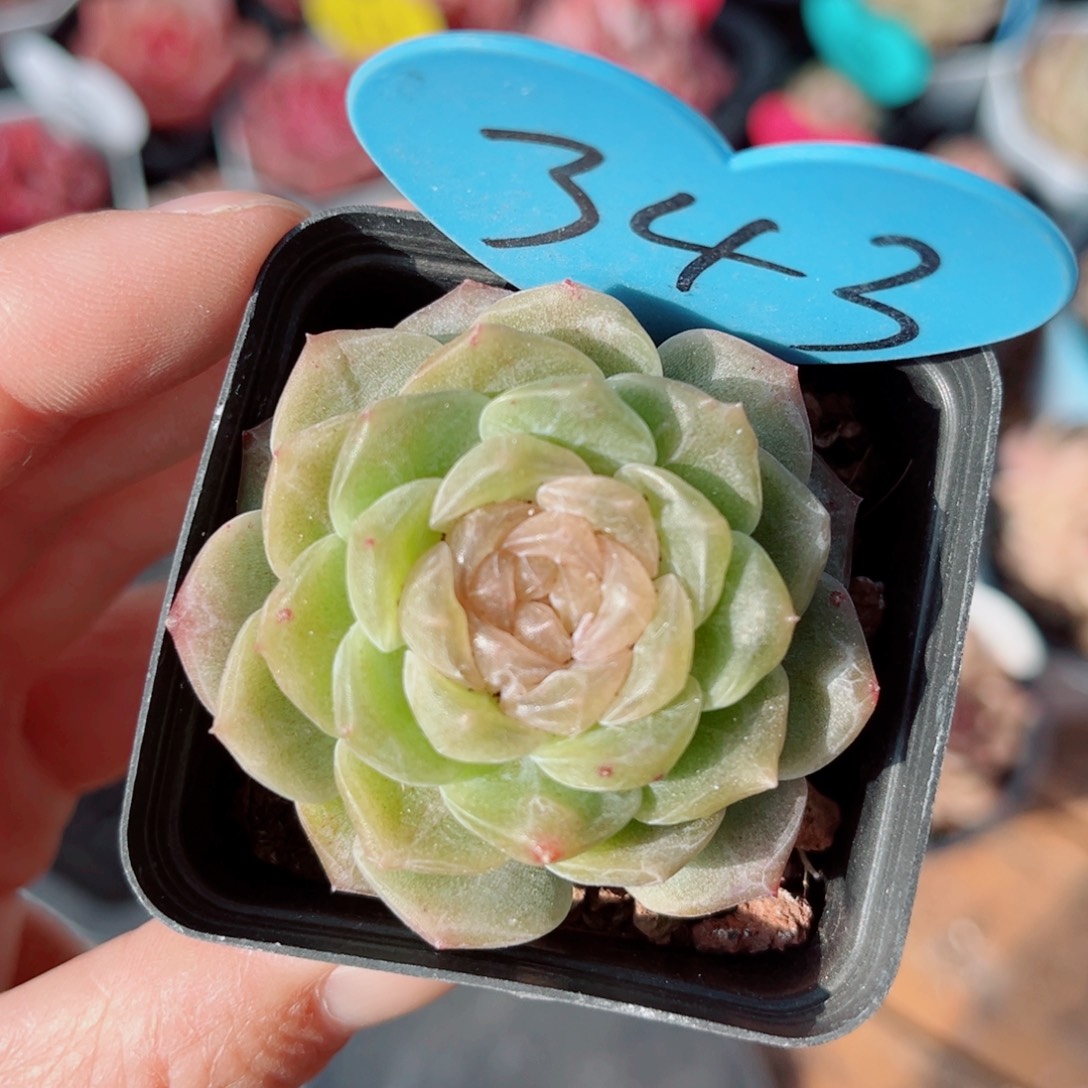 343号新品珍妮单头