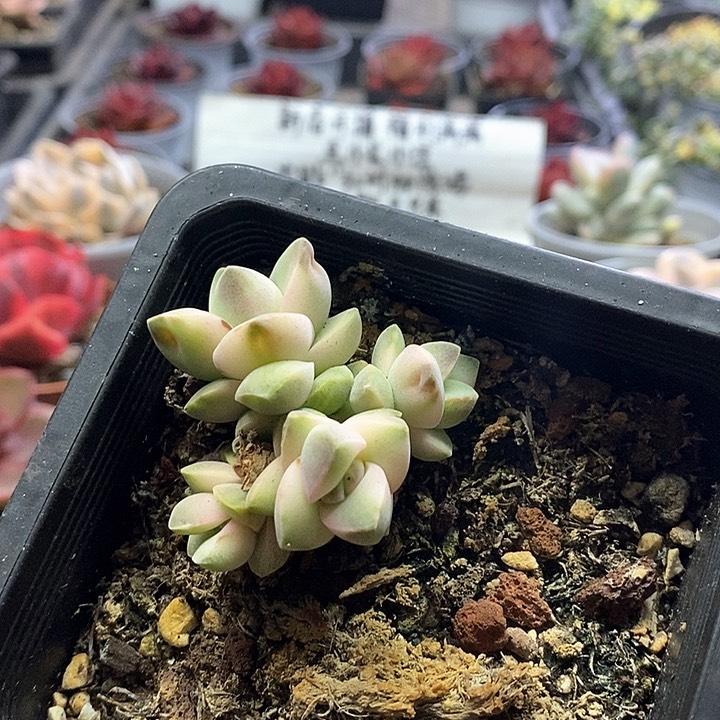 1473多肉姬之川锦