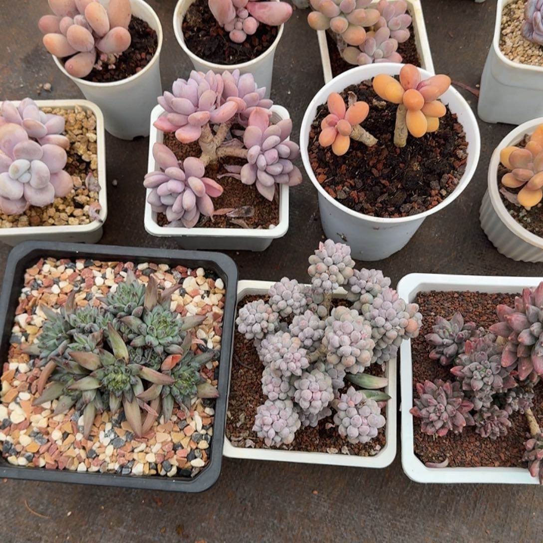 小王多肉植物组合发货