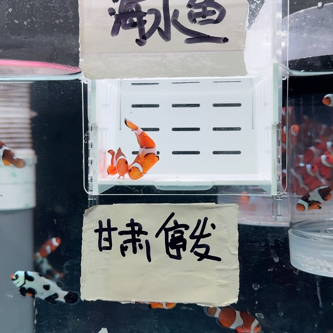 海水鱼3.5-4精品黑边公子一对