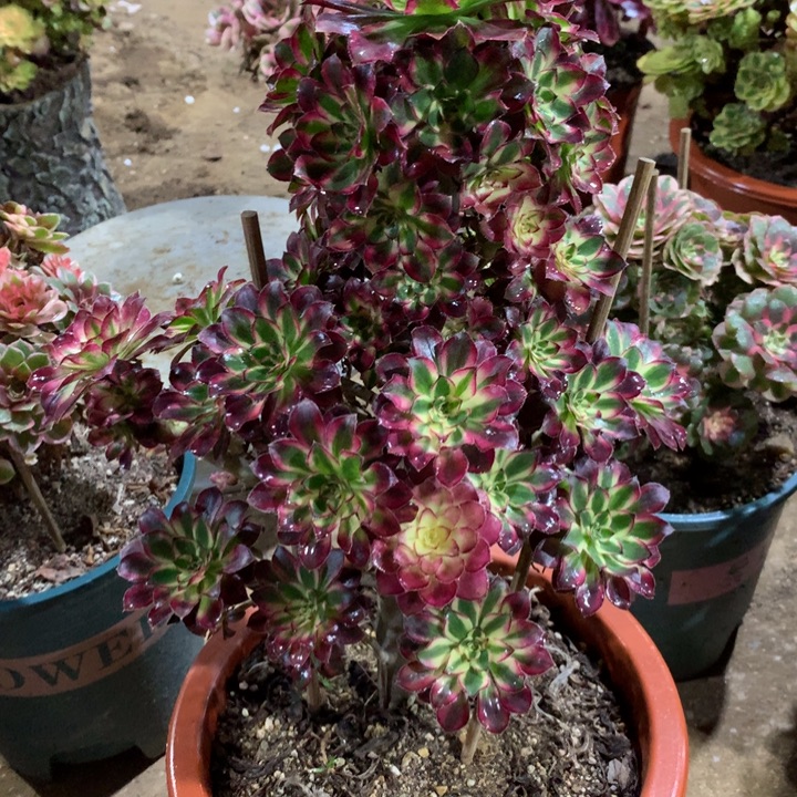 988冰淇淋多肉植物特价