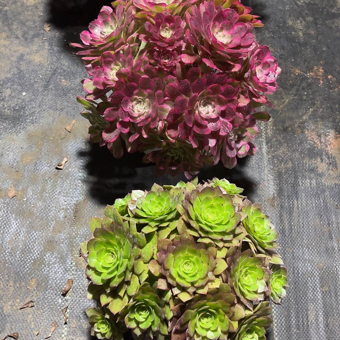 法师组合漂亮漂亮