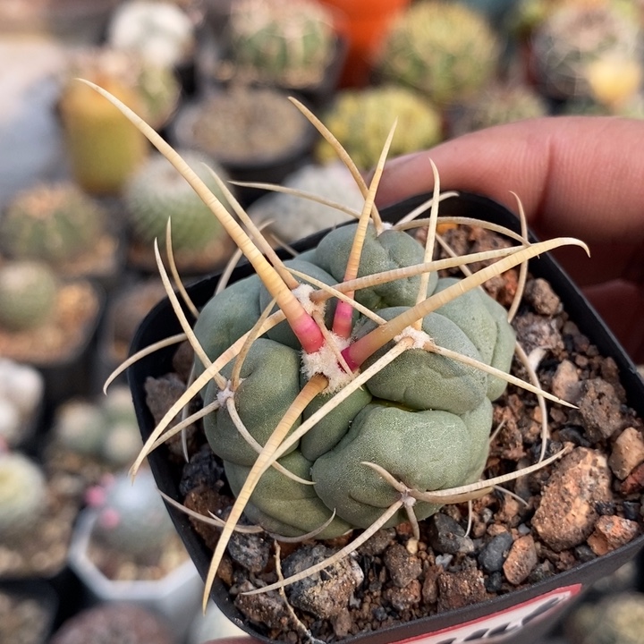 【闪购商品】445白刺绯冠龙