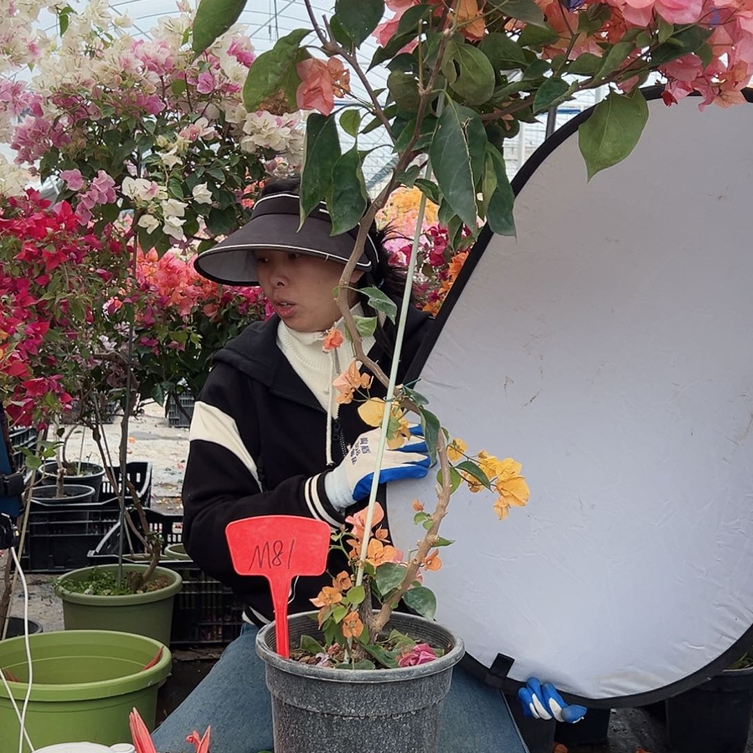 B***V大部分花苞少量开放M81阿达娜